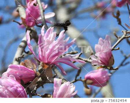 モクレン科の花「シデコブシ」 モクレン科の花「シデコブシ」 75632454
