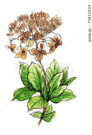 額紫陽花21318pix8 75632934