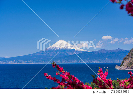 （静岡県）花桃咲く西伊豆井田から、海越しに富士山 75632995
