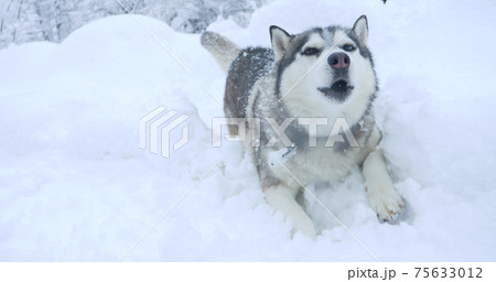 gray husky dog with multi-colored eyes in a snowdrift 75633012