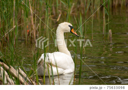 Adult white swan swimming in the water 75633098
