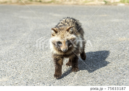 ホンドタヌキ 75633187