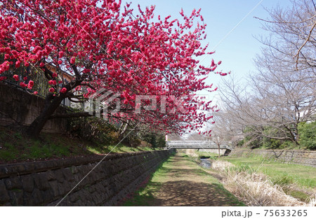 東京都小金井市の野川のハナモモ(坂下橋付近から見た貫井新橋) 東京都小金井市の野川のハナモモ(坂下橋付近から見た貫井新橋) 75633265