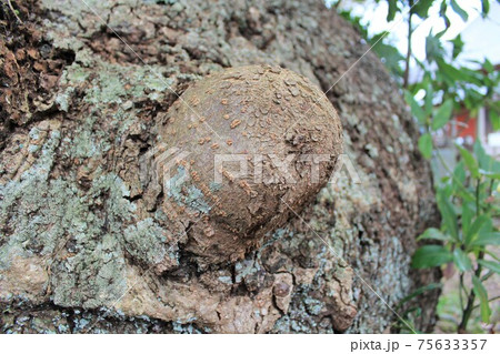ご神木「波崎の大タブ」in 神善寺（茨城県神栖市） 75633357