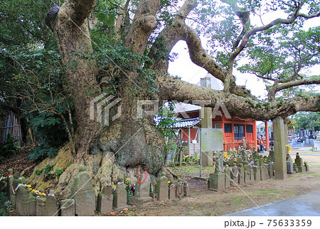 ご神木「波崎の大タブ」in 神善寺(茨城県神栖市) ご神木「波崎の大タブ」in 神善寺(茨城県神栖市) 75633359