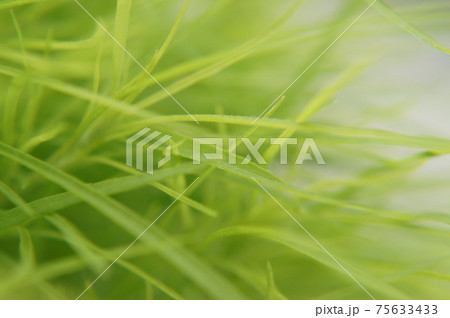 美しい緑色のコキア（ほうき草）のアップ 75633433
