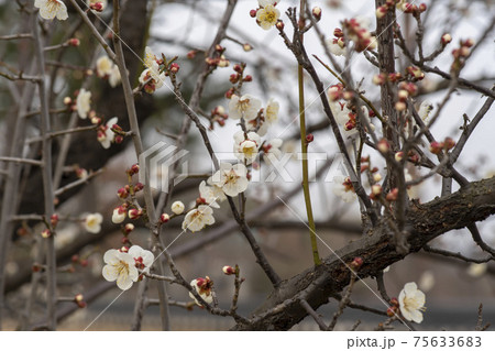 木 花 梅 75633683