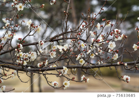 木 花 梅 75633685