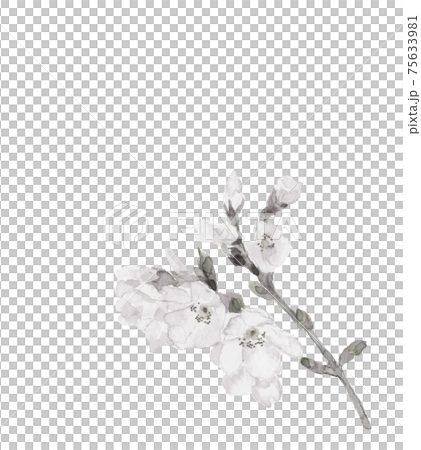 【水墨画風水彩画】枝付き淡墨桜 桜吹雪 さくら 陽光桜 満開 花 素材 コピースペース 75633981