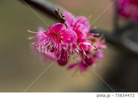 花 梅 花びら 75634472