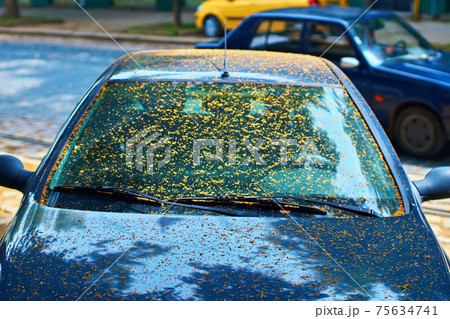Dirty car windscreen due to yellow sticky coating from being parked under a linden tree caused by aphids. 75634741