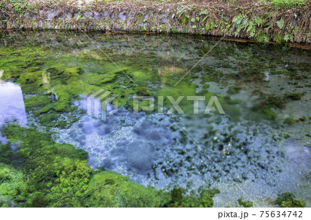 南阿蘇の美しい白川水源　（熊本県阿蘇郡） 75634742