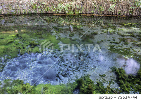 南阿蘇の美しい白川水源 (熊本県阿蘇郡) 南阿蘇の美しい白川水源 (熊本県阿蘇郡) 75634744
