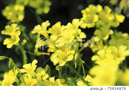 満開のカタバミ（大黄花かたばみ） 75634879
