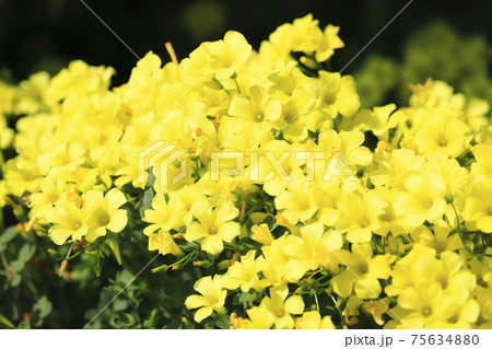 満開のカタバミ(大黄花かたばみ) 満開のカタバミ(大黄花かたばみ) 75634880
