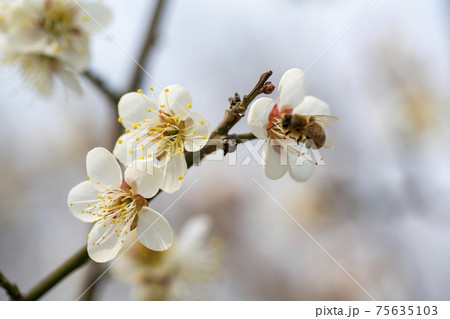 花 梅 か 75635103