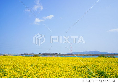 菜の花畑と吉野川　遠方に眉山(徳島県上板町) 75635138