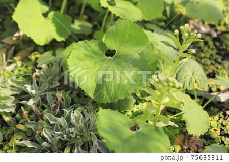 蕗 フキ の新しい葉と花 ふきのとう の写真素材