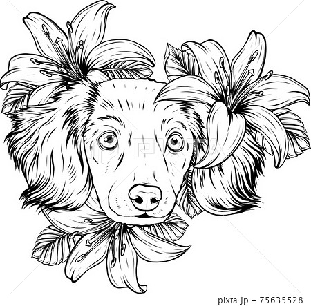 draw in black and white of Portrait of a Spaniel dog in a flower head wreath. Vector illustration. 75635528