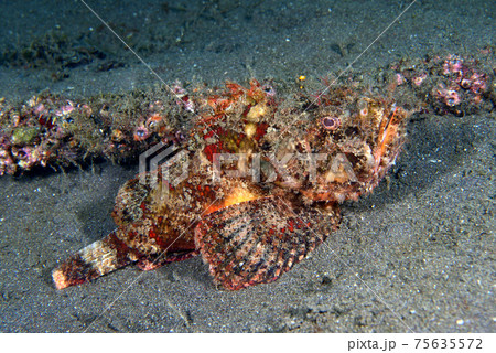 サツマカサゴ 75635572