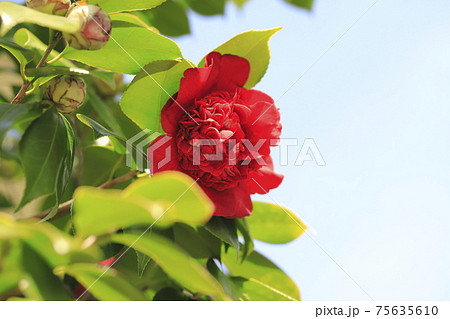 八重咲きの真っ赤なツバキ　　　　 75635610