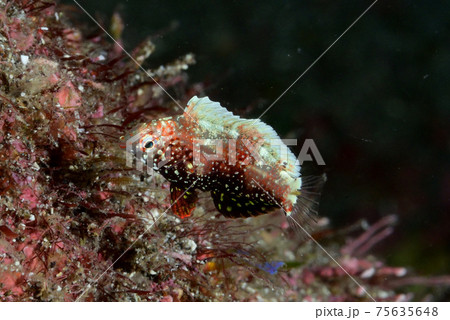 セジロノドグロベラの幼魚 セジロノドグロベラの幼魚 75635648
