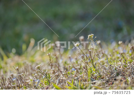 野原のタネツケバナの花 野原のタネツケバナの花 75635725