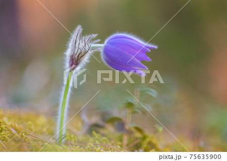 Pasqueflowers blooming at spring in the forest 75635900