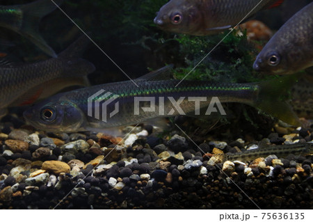 オイカワ 75636135