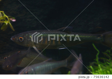 オイカワ オイカワ 75636142