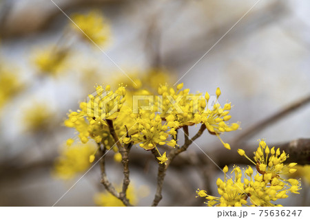 春 花 植物 75636247