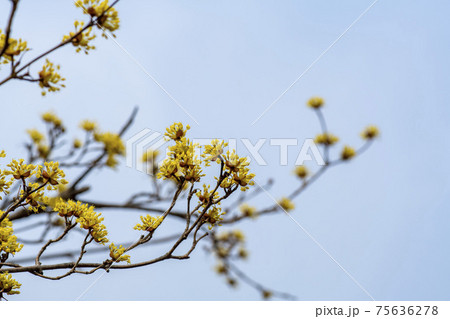 空 木 花 75636278