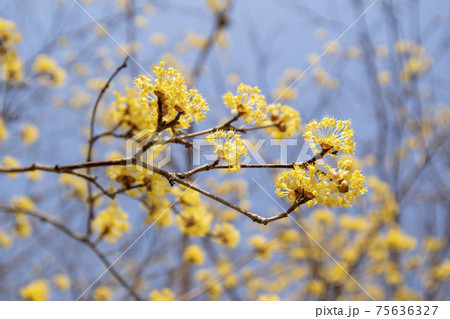 木 花 樹木 75636327