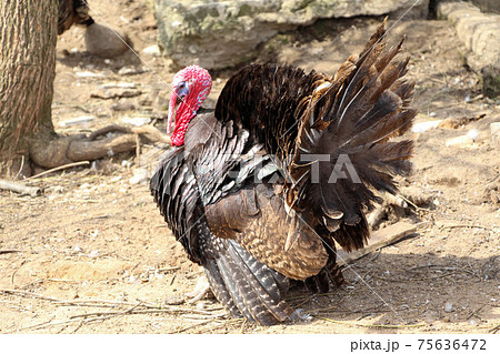 Fat turkey strutting walks in the rays of the spring sun Fat turkey strutting walks in the rays of the spring sun 75636472