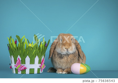 Bunny on turquoise background Bunny on turquoise background 75636543