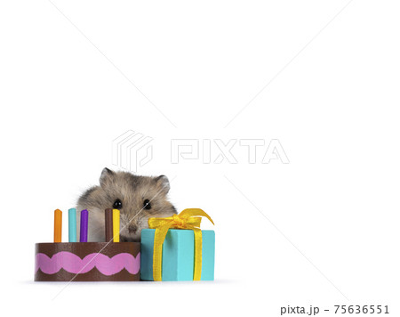 Hamster on white background Hamster on white background 75636551