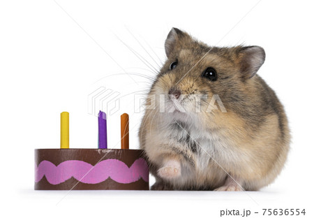 Hamster on white background Hamster on white background 75636554