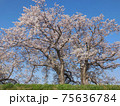 川沿いの満開の桜の木 75636784