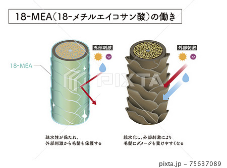 Hair cross section 3_1 Hair cross section 3_1 75637089