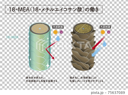 hair, cross-section diagram, vector 75637089