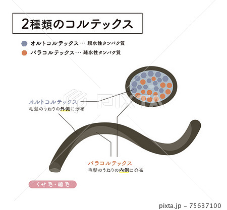 Hair cross section 8_1 Hair cross section 8_1 75637100