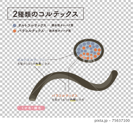 Hair cross section 8_1 Hair cross section 8_1 75637100