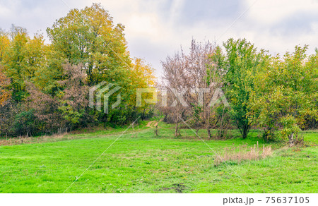 Panorama with growing green grass on lawn surrounded by bushy trees, nature outdoors 75637105