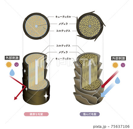 Hair cross section 5_1 75637106