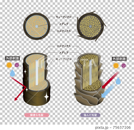 Hair cross section 5_1 75637106