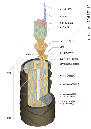 Hair cross section 1_1 Hair cross section 1_1 75637112
