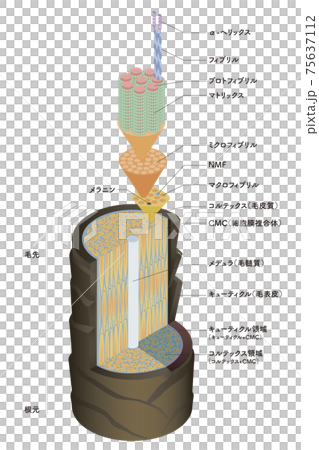 Hair cross section 1_1 Hair cross section 1_1 75637112