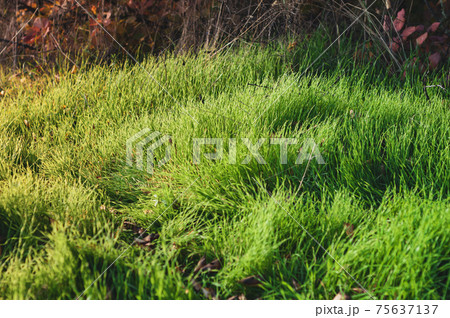 Lush densely growing green grass on the lawn, warm sun rays illuminate the vegetation, nature outdoors close-up 75637137