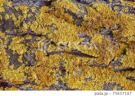 Material texture. grunge background. Coarse bark old tree overgrown in places with yellow-orange moss, fungus close-up Material texture. grunge background. Coarse bark old tree overgrown in places with yellow-orange moss, fungus close-up 75637187