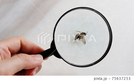 Viewing a dead honey bee via a black magnify glass, hold by a hand. 75637253